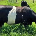 Mary's Organic Farm