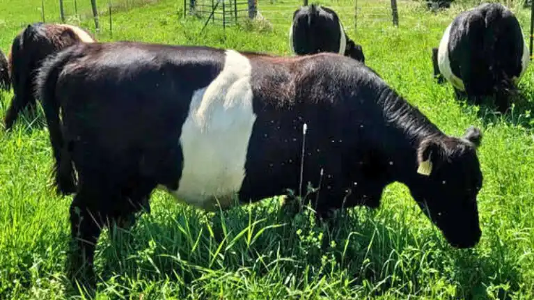 Mary's Organic Farm
