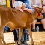 Sheboygan County Fair Association