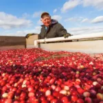 Wetherby Cranberry Company
