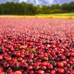 Wetherby Cranberry Company
