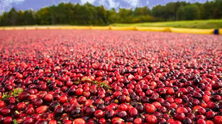 Wetherby Cranberry Company