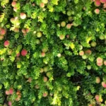 Wetherby Cranberry Company