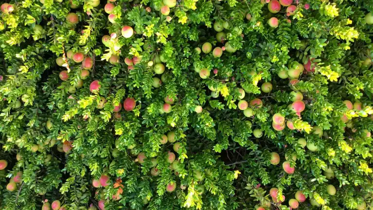 Wetherby Cranberry Company