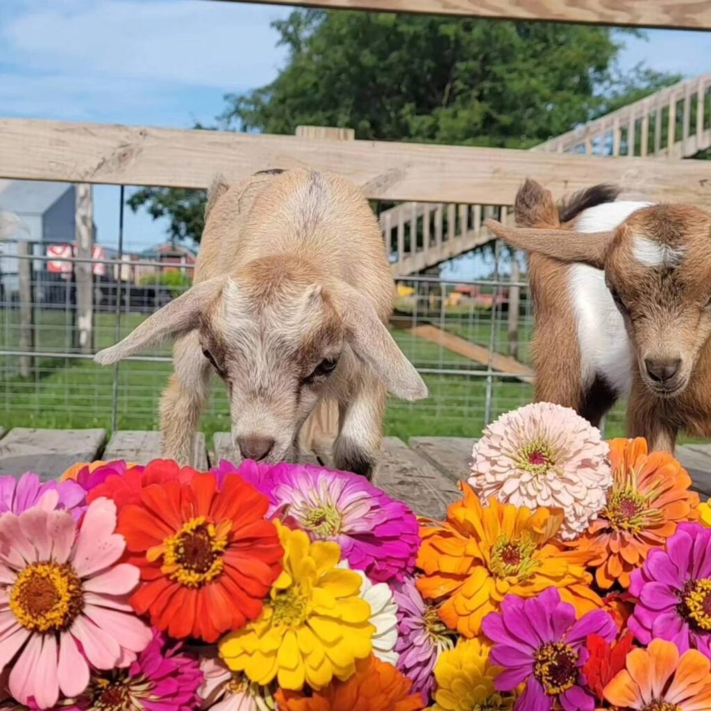 baby goats w flowers 1 1024x1024