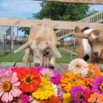 baby goats w flowers 1 150x150