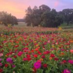 flower yoga field 150x150