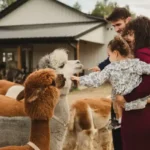Casacampo Alpaca Ranch Casacampo Alpaca Ranch