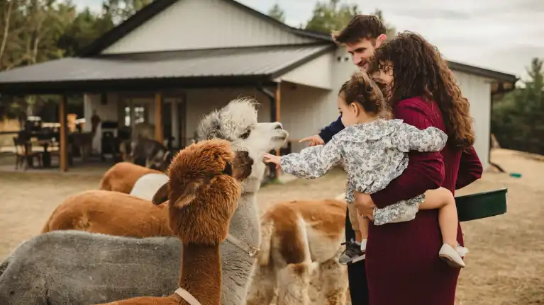 Casacampo Alpaca Ranch Casacampo Alpaca Ranch