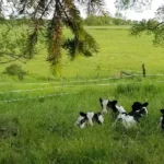 Cold Spring Farm