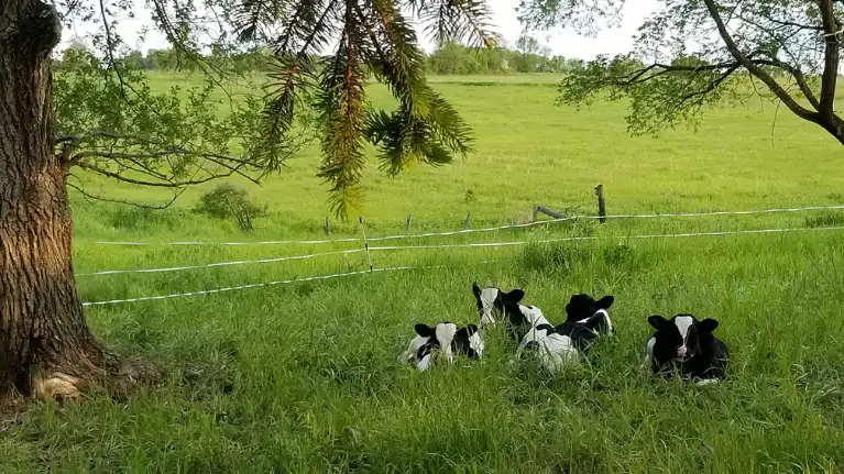 Cold Spring Farm