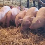 Cold Spring Farm