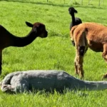 Spirit Valley Alpacas
