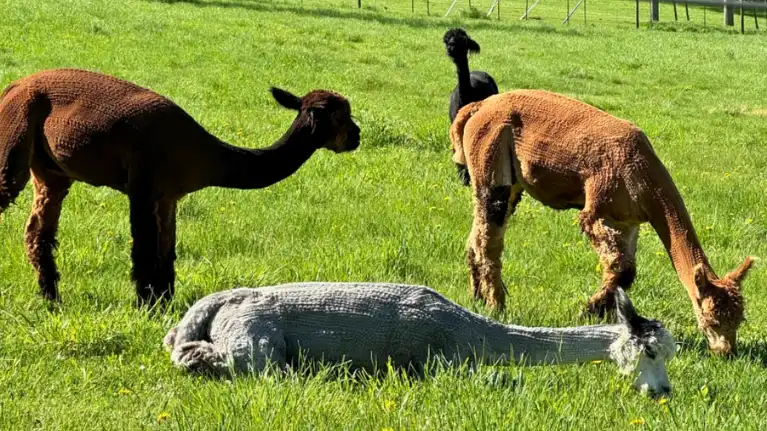 Spirit Valley Alpacas
