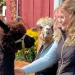 Spirit Valley Alpacas