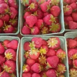 Wilkinson Farms Meat and Produce