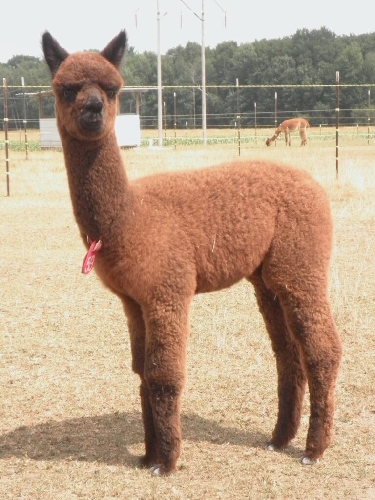 Cria pics August 11 016 768x1024