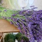 Pristine Lavender LLC