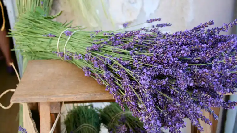Pristine Lavender LLC
