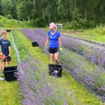 Pristine Lavender LLC