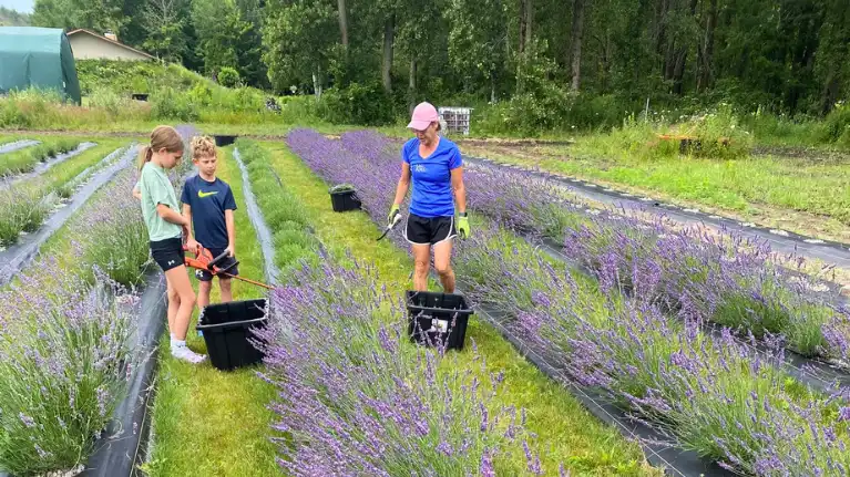 Pristine Lavender LLC