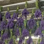 Pristine Lavender LLC
