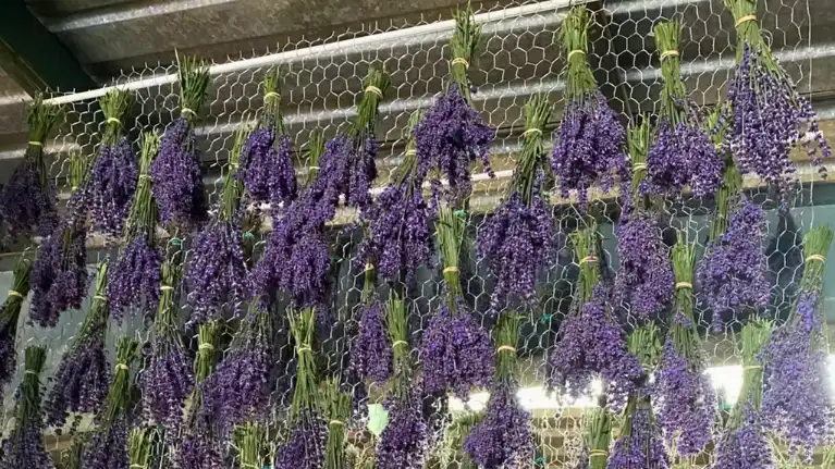 Pristine Lavender LLC