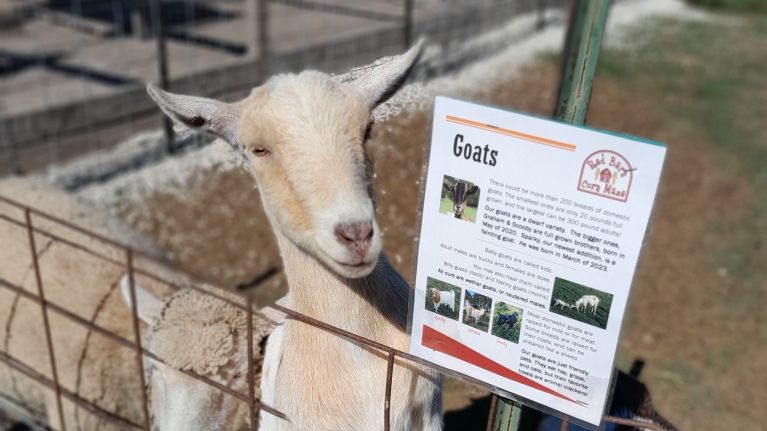 Goats 16 9 1