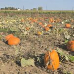Pumpkin patch 16 9 1 150x150