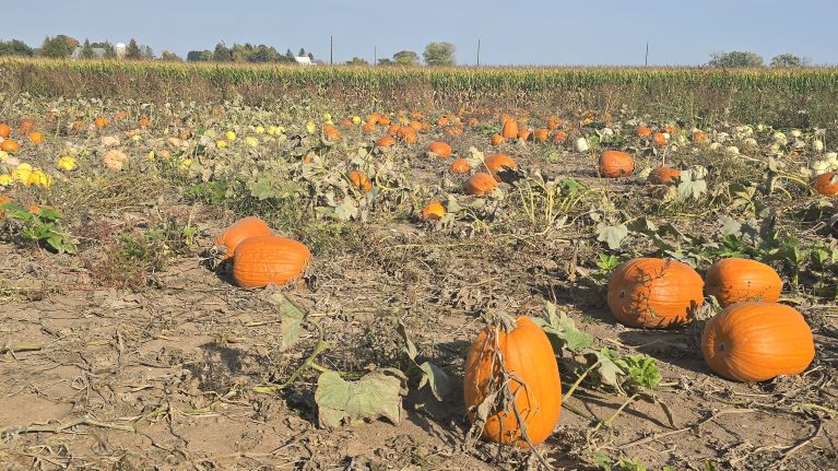 Pumpkin patch 16 9 1
