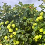 Sprangers Orchard3 150x150