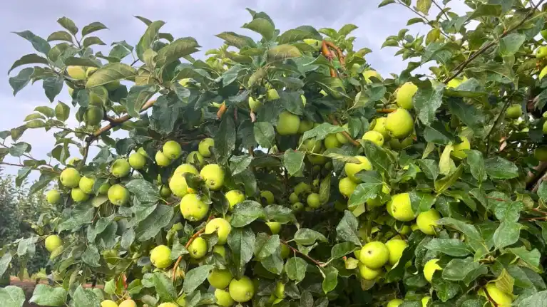 Sprangers Orchard3