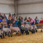 WISheepandWoolFestival 4 150x150