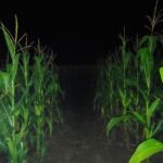 dark maze 150x150