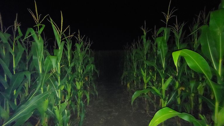 dark maze