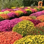 Woodland Valley Farms Country Greenhouses4 150x150