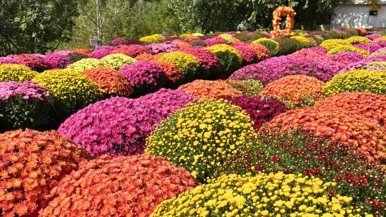 Woodland Valley Farms Country Greenhouses4