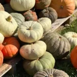 Woodland Valley Farms Country Greenhouses5 150x150