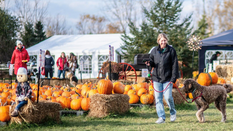 Buffalo Bills Pumpkin Farm 1